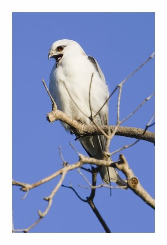 black shoudered kite
